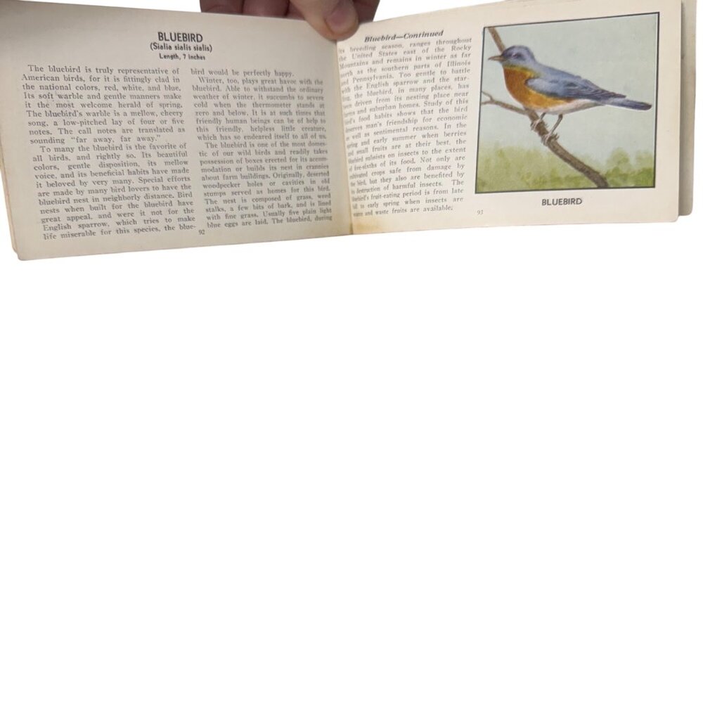 Vintage 1931 "The Green Book Of Birds Of America" By Frank G. Ashbrook - Picture 15 of 16